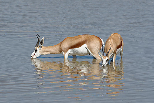 跳羚,雄性,雌性,站在水中,喝,水坑,埃托沙国家公园,纳米比亚,非洲