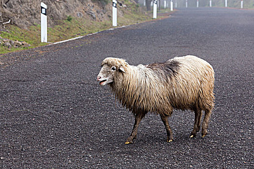 绵羊,穿过,道路,大卡纳利岛,加纳利群岛,西班牙,欧洲