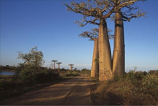 猴面包树,马达加斯加,非洲