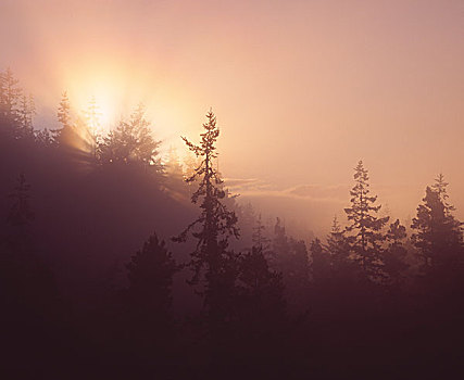 雾状,树,日出,俄勒冈,美国