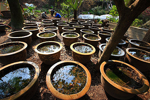 水缸,坛子,水,植物