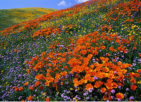 野花,羚羊谷,靠近,加利福尼亚,美国