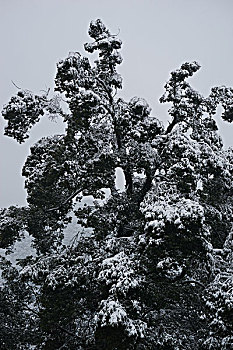 被雪覆盖的树