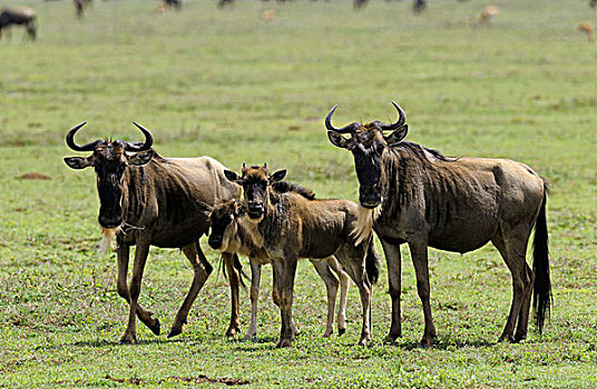 坦桑尼亚,塞伦盖蒂国家公园,角马,家庭