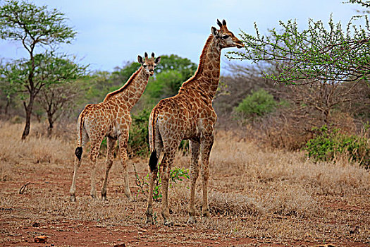 南非,长颈鹿,两个,幼小,克鲁格国家公园,非洲