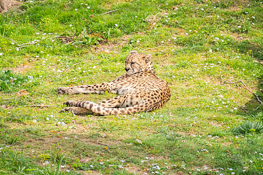 印度豹,休息,躺着,草,猎豹