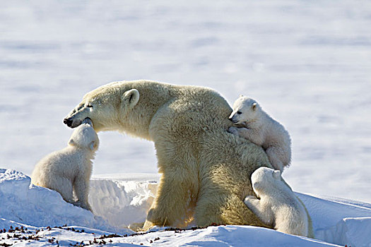 母兽,北极熊,瓦普斯克国家公园,加拿大