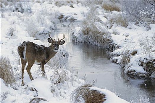 白尾鹿,幼兽,公鹿,雪,溪流,冬天