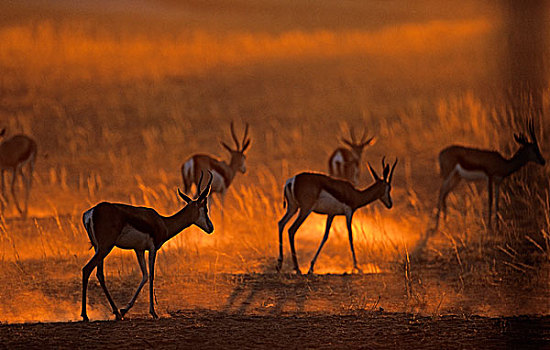 跳羚,黄昏,卡拉哈迪大羚羊国家公园,卡拉哈里沙漠,北开普,南非,非洲