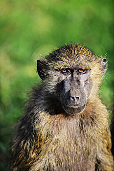 肯尼亚,纳库鲁湖国家公园,东非狒狒,大幅,尺寸