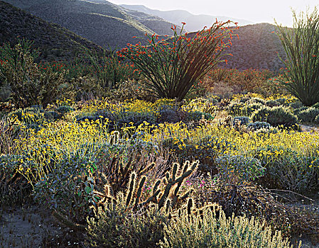 加利福尼亚,荒芜,州立公园,野花,盛开,墨西哥刺木,大幅,尺寸