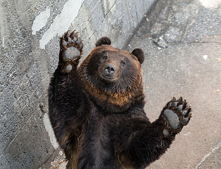 棕熊,抬起,向上