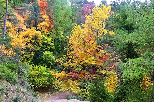 秋天,彩色,金色,黄叶,山毛榉,树林