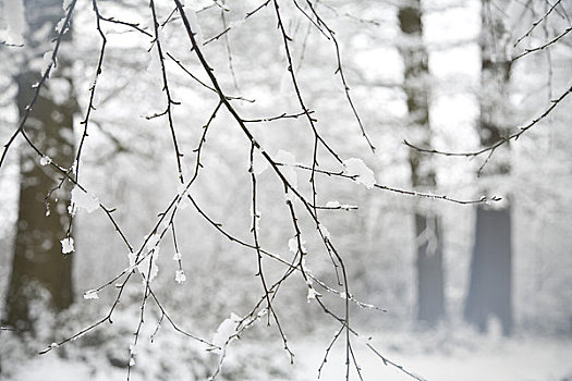 雪,白色,树,冬天,风景
