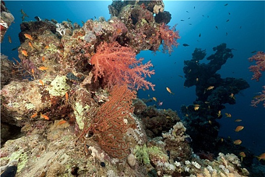 红海,珊瑚礁,鱼