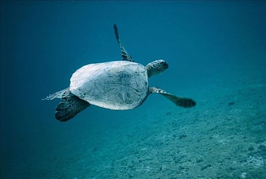 绿海龟,龟类,游泳,夏威夷