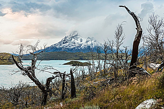 秃树,湖,风景,低云,上方,山,托雷德裴恩国家公园,智利