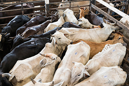 狭促,牛,拍卖,哥斯达黎加,中美洲