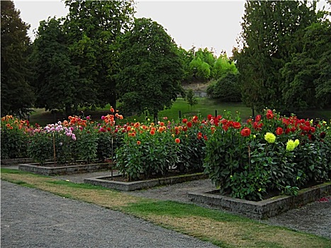 花园,风景