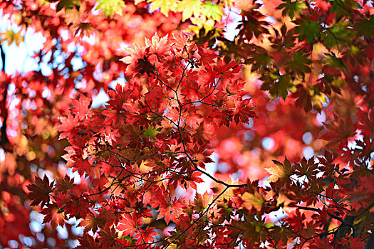 秋季本溪红叶
