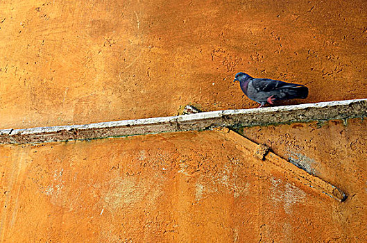 意大利,威尼斯,鸽子,赭色,墙壁