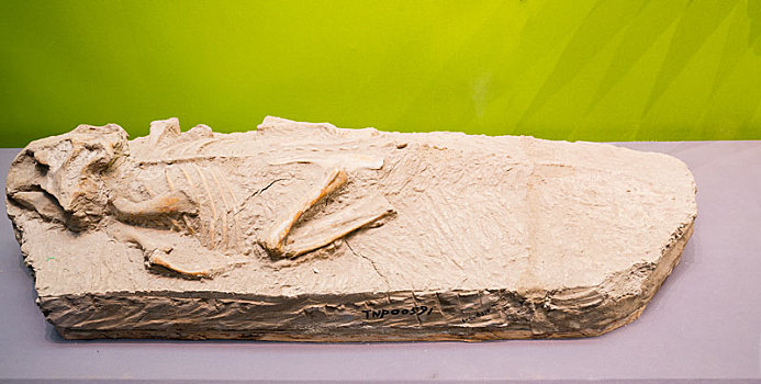 鹦鹉嘴龙化石标本