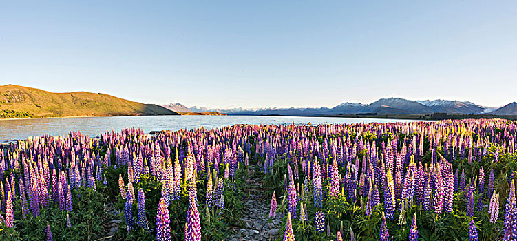紫色,羽扇豆属植物,羽扇豆,特卡波湖,坎特伯雷地区,南部地区,新西兰,大洋洲