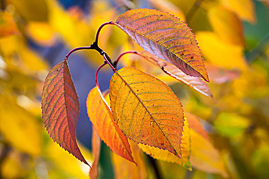 彩色,秋天,照片,背景,微距,黄叶