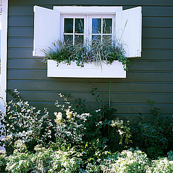 白色,百叶窗,窗台花箱,植物