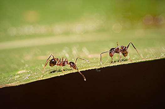 虫趣-蚂蚁