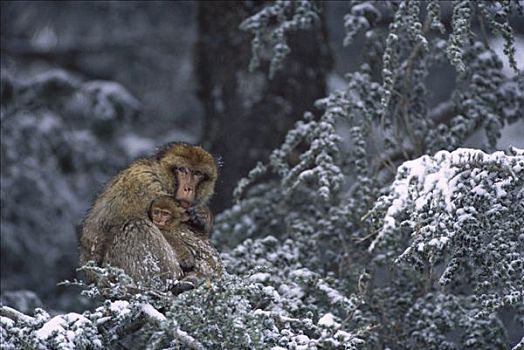 叟猴,积雪,树,冬天,山峦,摩洛哥