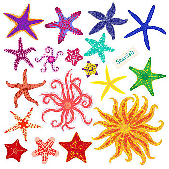 海星,彩色,白色背景,水下,无脊椎动物,动物,矢量,插画