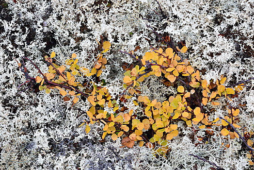 彩色,驯鹿,苔藓,秋天,国家公园,挪威,欧洲