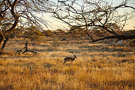 瞪羚,平原风景,纳米比亚,非洲