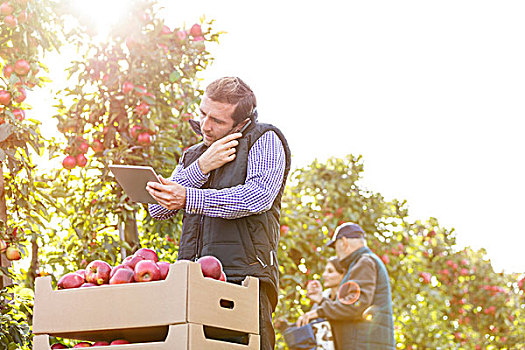 男性,农民,数码,交谈,手机,晴朗,苹果园