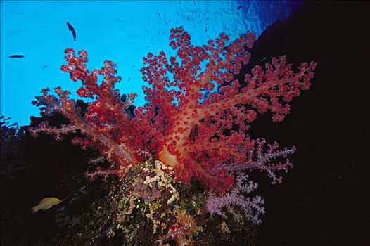 软珊瑚,脚,深,所罗门群岛
