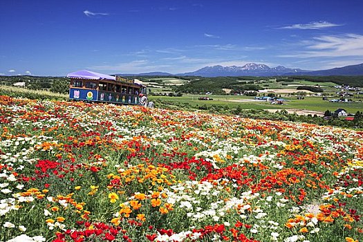 山,花菱草,花,陆地