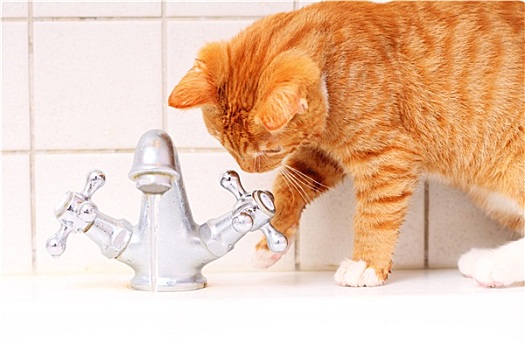 动物,在家,红色,猫,宠物,小猫,饮用水,浴室
