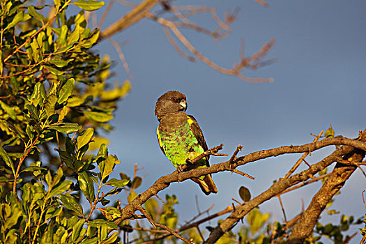 鹦鹉,肯尼亚