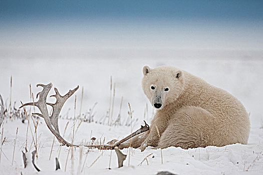 北极熊,坐,旁侧,北美驯鹿,鹿角,雪地,海岸,哈得逊湾,靠近,海豹,河,河口,北方,丘吉尔市,曼尼托巴,加拿大