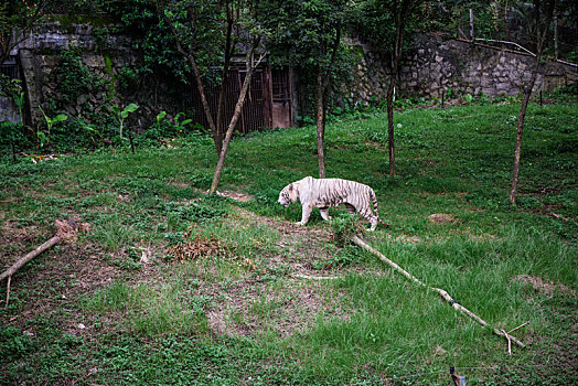 野生动物园正在自由活动的白老虎