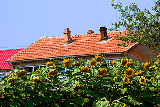 农舍房前一排向日葵