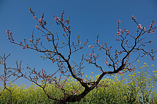 春天,桃花,油菜花