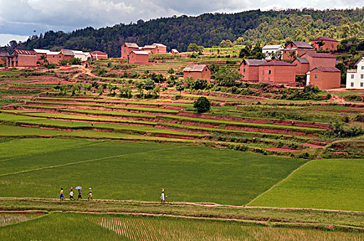 madagascar,ambositra,adults,walking,through,green,rice,fields