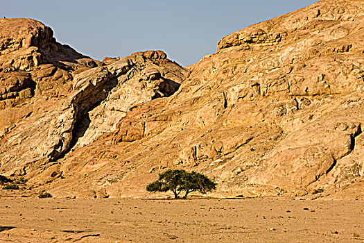 树,岩石,沙漠,靠近,湾,纳米比亚