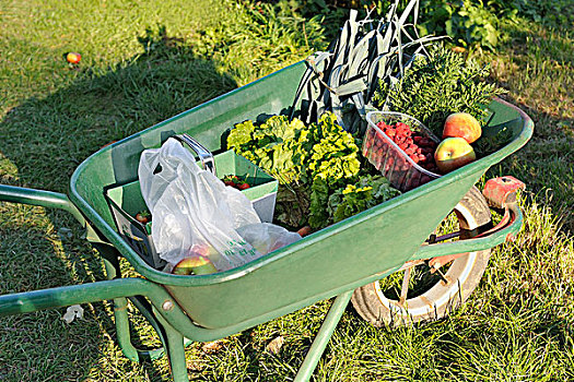 手推车,满,蔬菜,水果,花园
