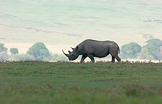 犀牛,东非,坦桑尼亚,恩戈罗恩戈罗火山口