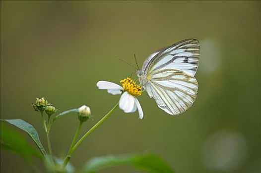 蝴蝶,花,国家公园,北越,东南亚