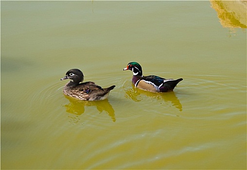 两只,鸭子,水上