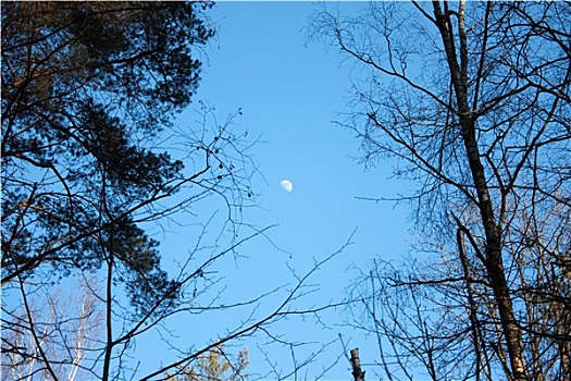 月亮,树林
